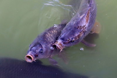 High angle view of fish swimming in lake