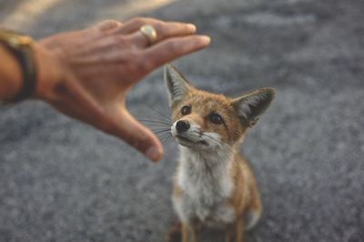 Portrait of fox on road
