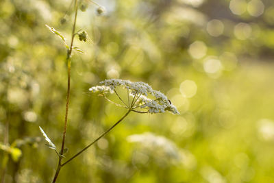 Close-up of flowering plant