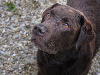 Close-up of dog