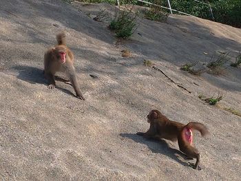 High angle view of monkey