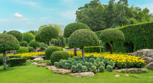 View of plants in garden