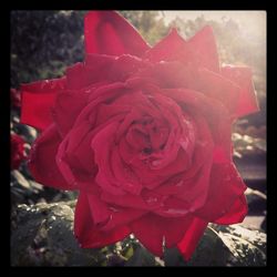 Close-up of red rose