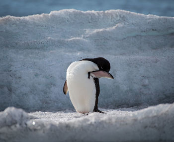 Adelie penguin grooming itself