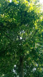 Low angle view of trees