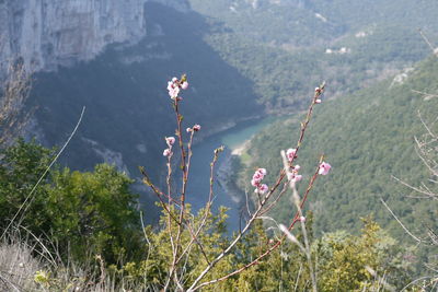 Close-up of plant against mountain