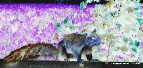 Close-up of lion splashing water