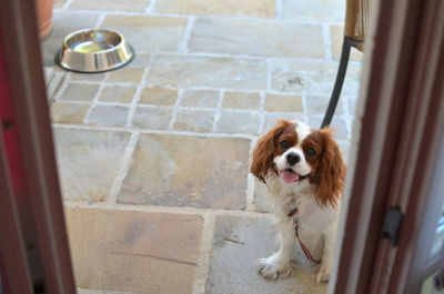 Lovely dog - cavalier king charles spaniel - and its bowl with water behind her