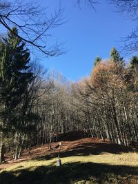 Bare trees in forest against clear sky