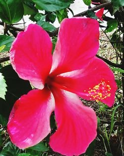 Close-up of pink hibiscus