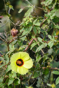 Close-up of yellow flowering plant