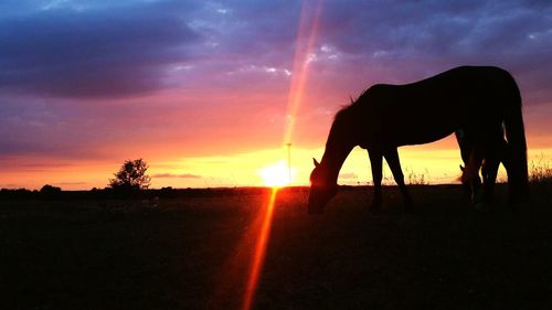 Silhouette horse on landscape against sky during sunset