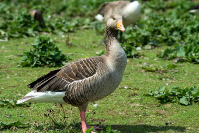 Mallard duck on field