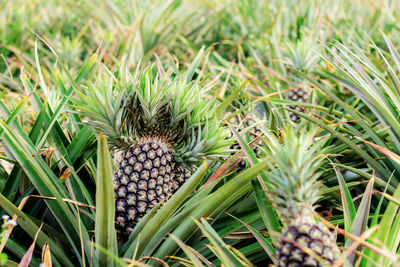 Close-up of pineapple on field