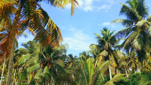 Low angle view of palm trees against sky