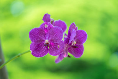 Close-up of purple flowering plant