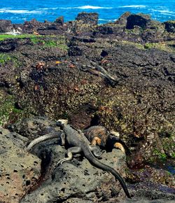 Lizard on beach