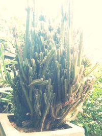 Close-up of cactus plant