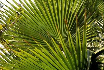 Close-up of palm tree