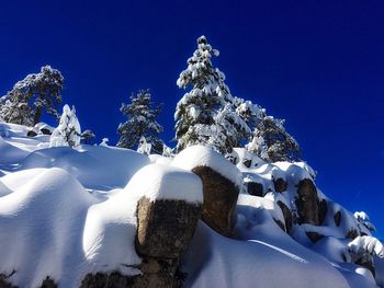 Low angle view of frozen trees against blue sky