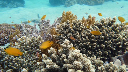 Close-up of fish swimming in sea