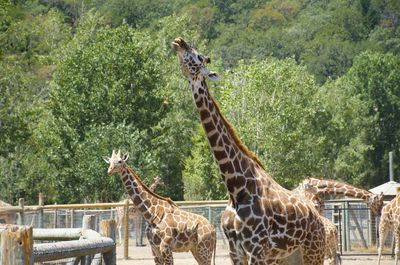 View of giraffe in zoo