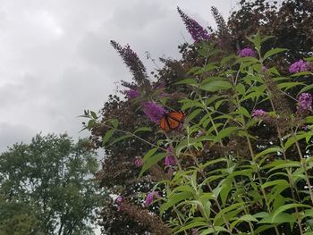 Low angle view of flower tree against sky