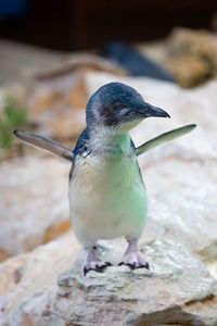 Close-up of bird perching on rock