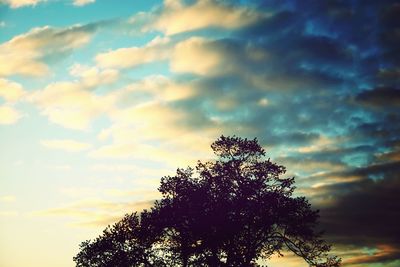 Low angle view of trees against cloudy sky