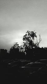 Trees against sky