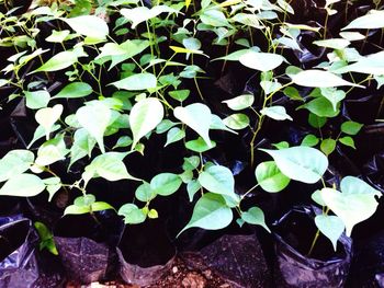 Close-up of plants in water