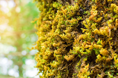 Close-up of fresh green plants