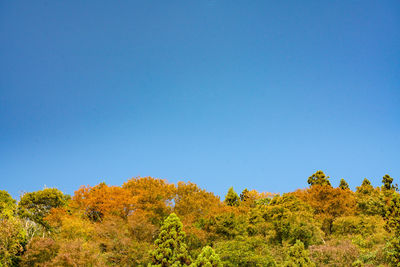 Low angle view of trees against clear blue sky