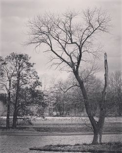 Bare trees against sky