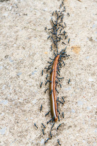 High angle view of insect on sand