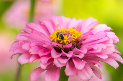 Close-up of honey bee on pink flower