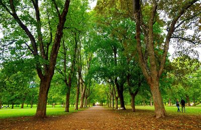 Trees in park