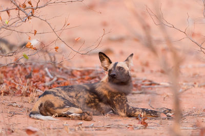 Portrait of cat resting on land