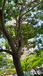 Low angle view of trees in the forest