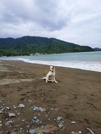 View of dog on beach against sky