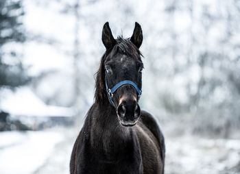 Horse standing on snow field