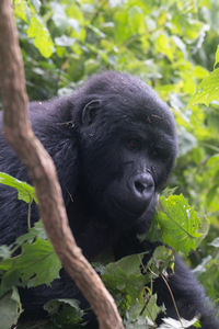 Close-up of gorilla