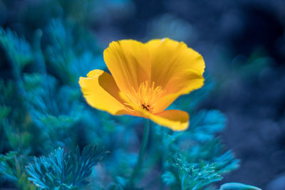 Close-up of yellow flower