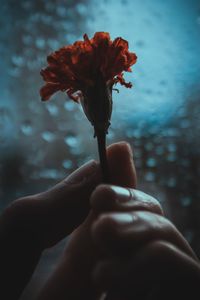 Close-up of hand holding flower