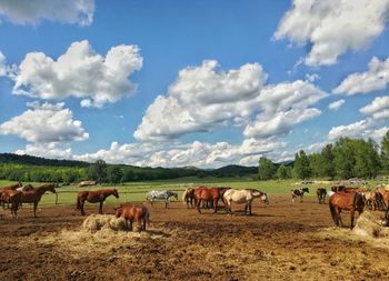 Cows on field against sky