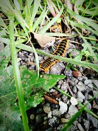 Close-up of insect on grass