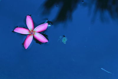 Close-up of pink water lily in lake