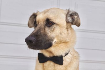 Close-up of dog looking away