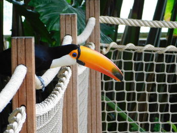 Close-up of bird perching on metal fence