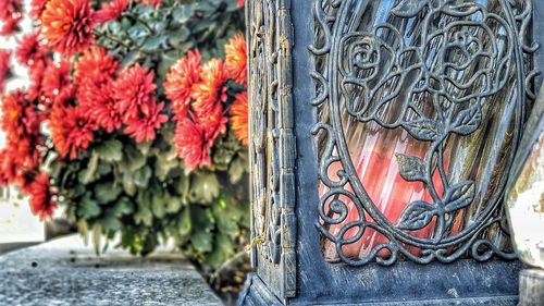 Close-up of red roses on door of building